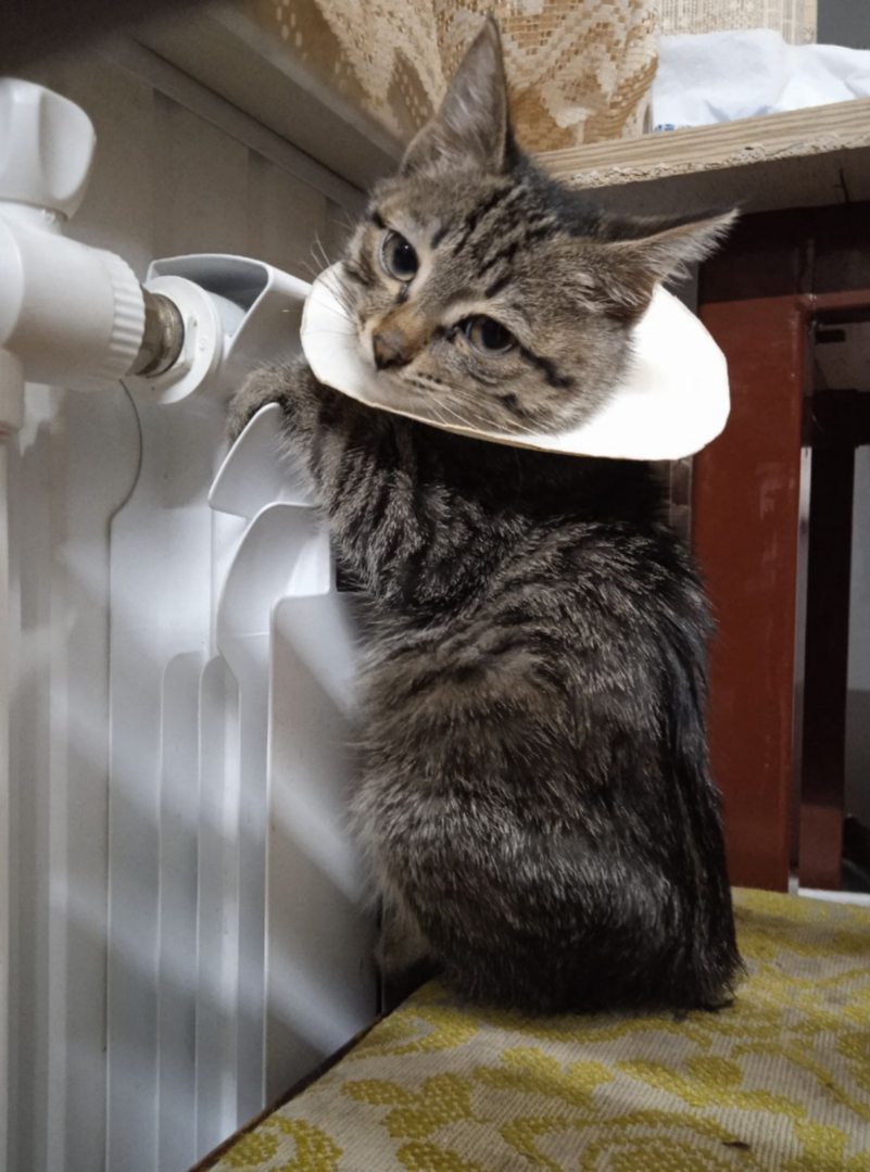 Потом сползает потихоньку, утыкается носом в бочок и дремлет. 
Очень на ручках любит быть. И скакать по дому, как бешеный олень. 