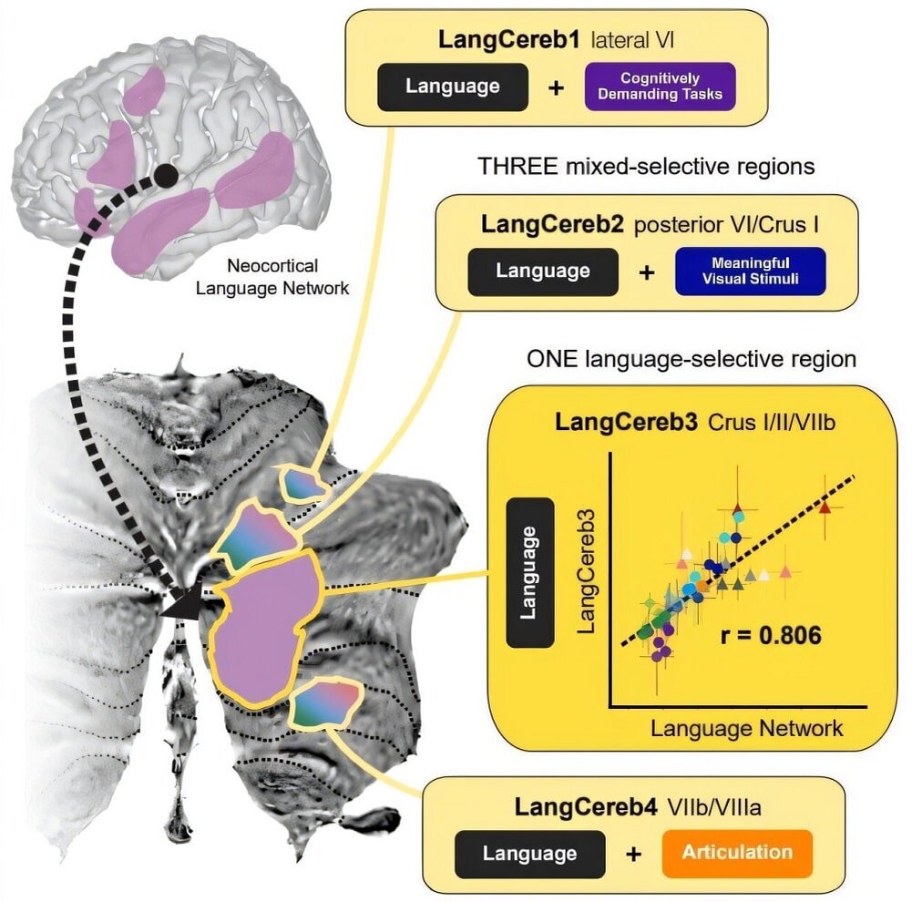    Одна из четырех областей мозжечка, реагирующих на речевые стимулы, не активировалась в ответ на другие стимулы / © Colton Casto et al., Neuron