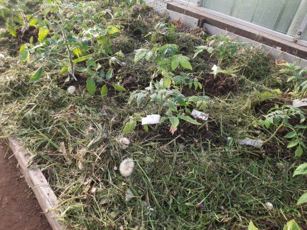 Летучая проблема. Можно ли использовать траву с цветами сорняков в качестве мульчи