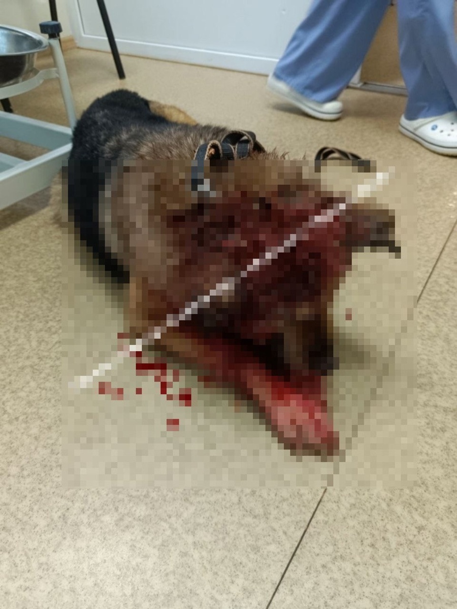    Фото: Помощь Бездомным Животным "ЖиВи" г.Тюмень.