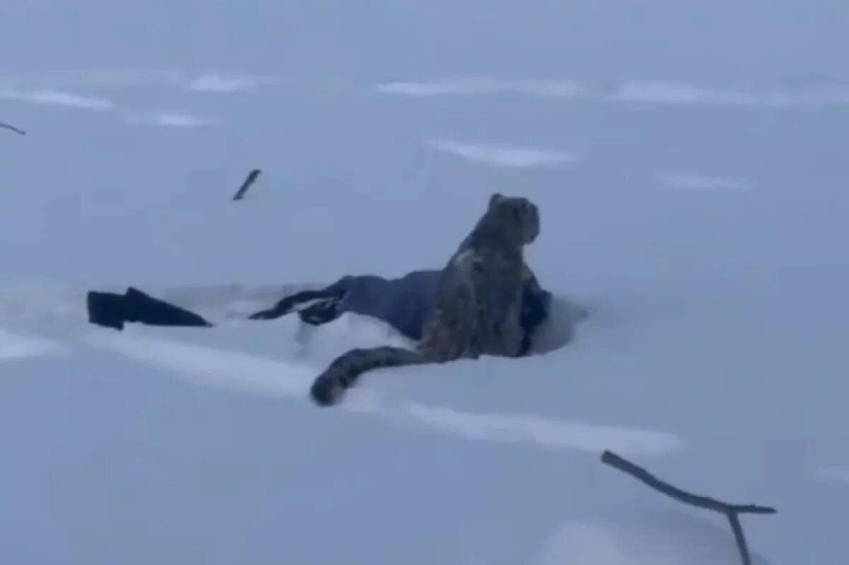    Появились кадры с места нападения снежного барса на китайскую лыжницу
