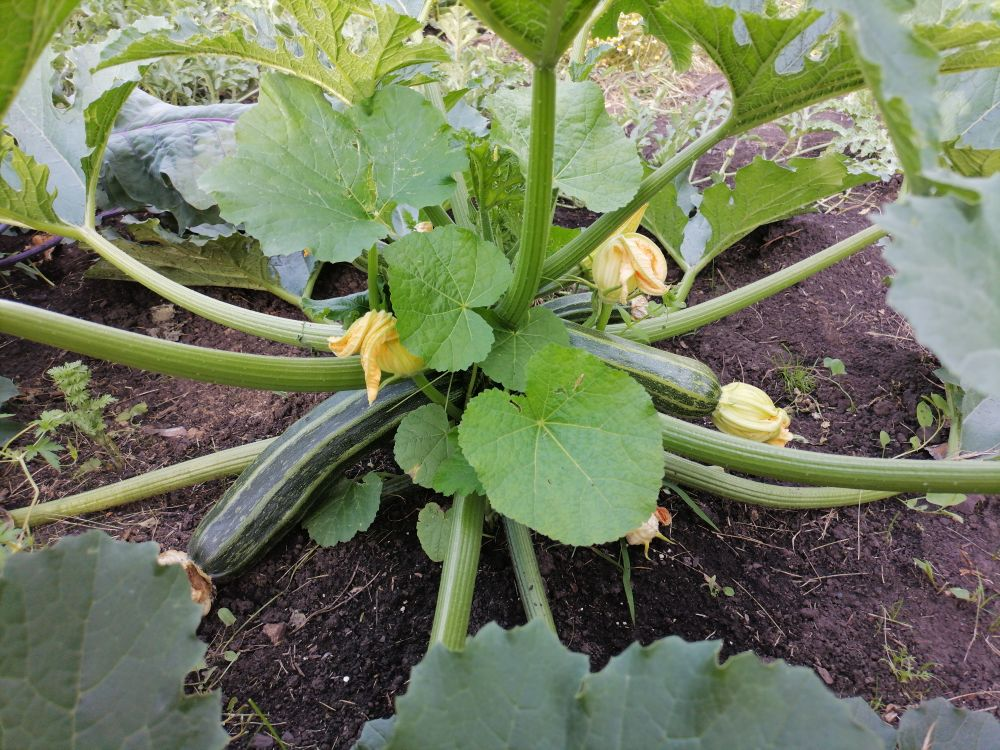 Кабачок Зебра, фото автора