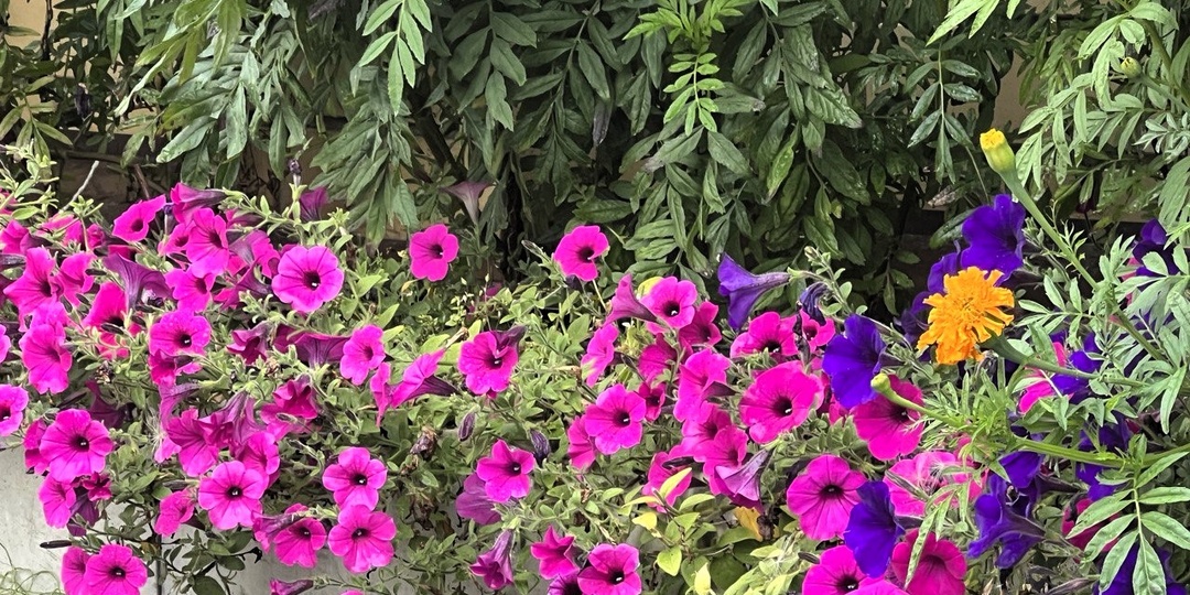 Рассада петунии дома: когда сеять, пикировать, прищипывать