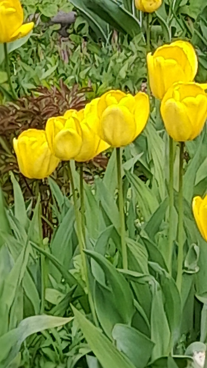 Жёлтые тюльпаны