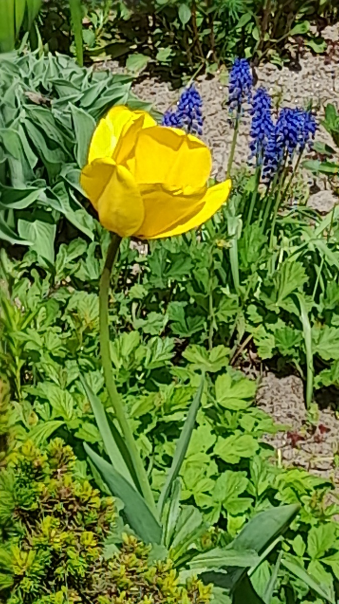 Жёлтый тюльпан и мышиный гиацинт