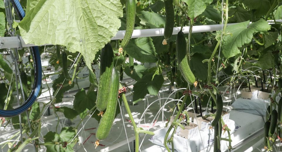    Рабочий визит Андрея Воробьева в Электросталь, 06.06.2018 / Медиасток.рф