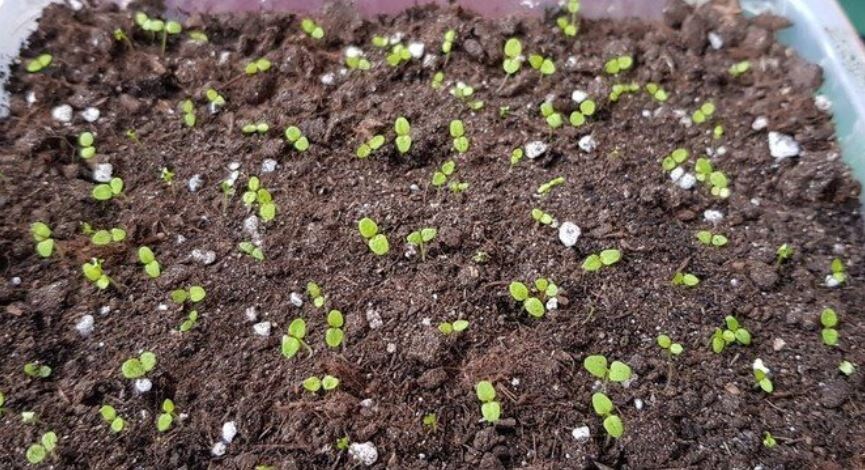 Всходы львиного зева