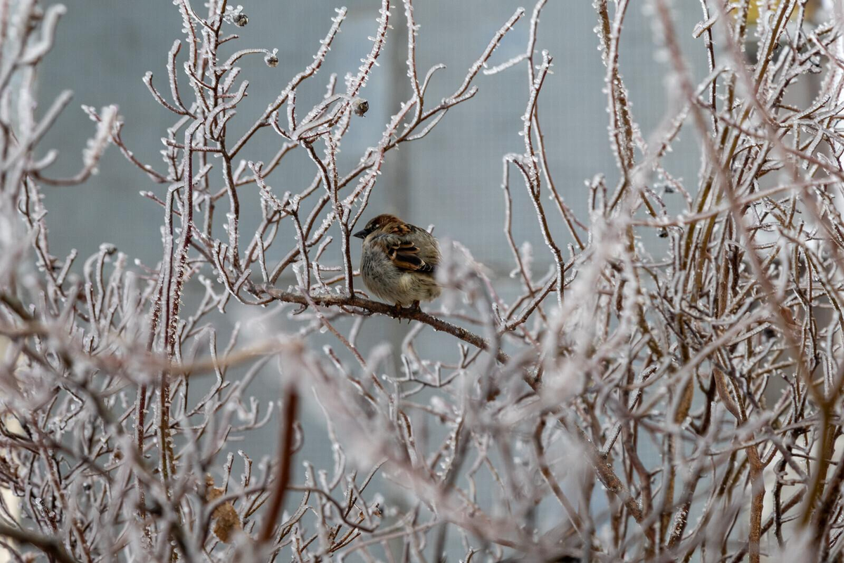 Олег Золото/ «Вечерний Санкт-Петербург»