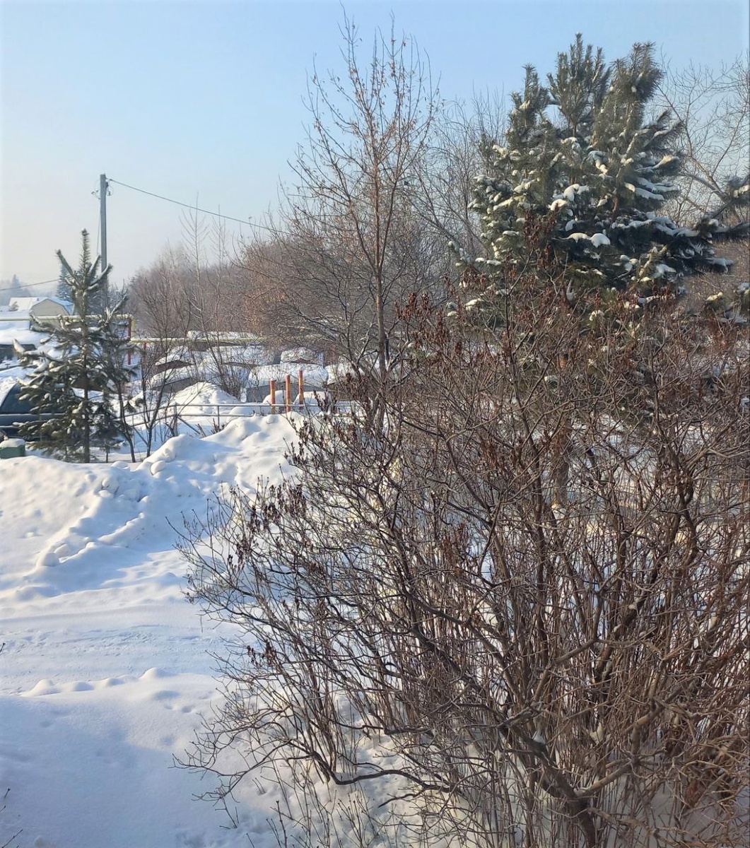 Синичка на сирени есть, но видно её не очень. Зато неправильный снежный ангел на заднем фоне виден)