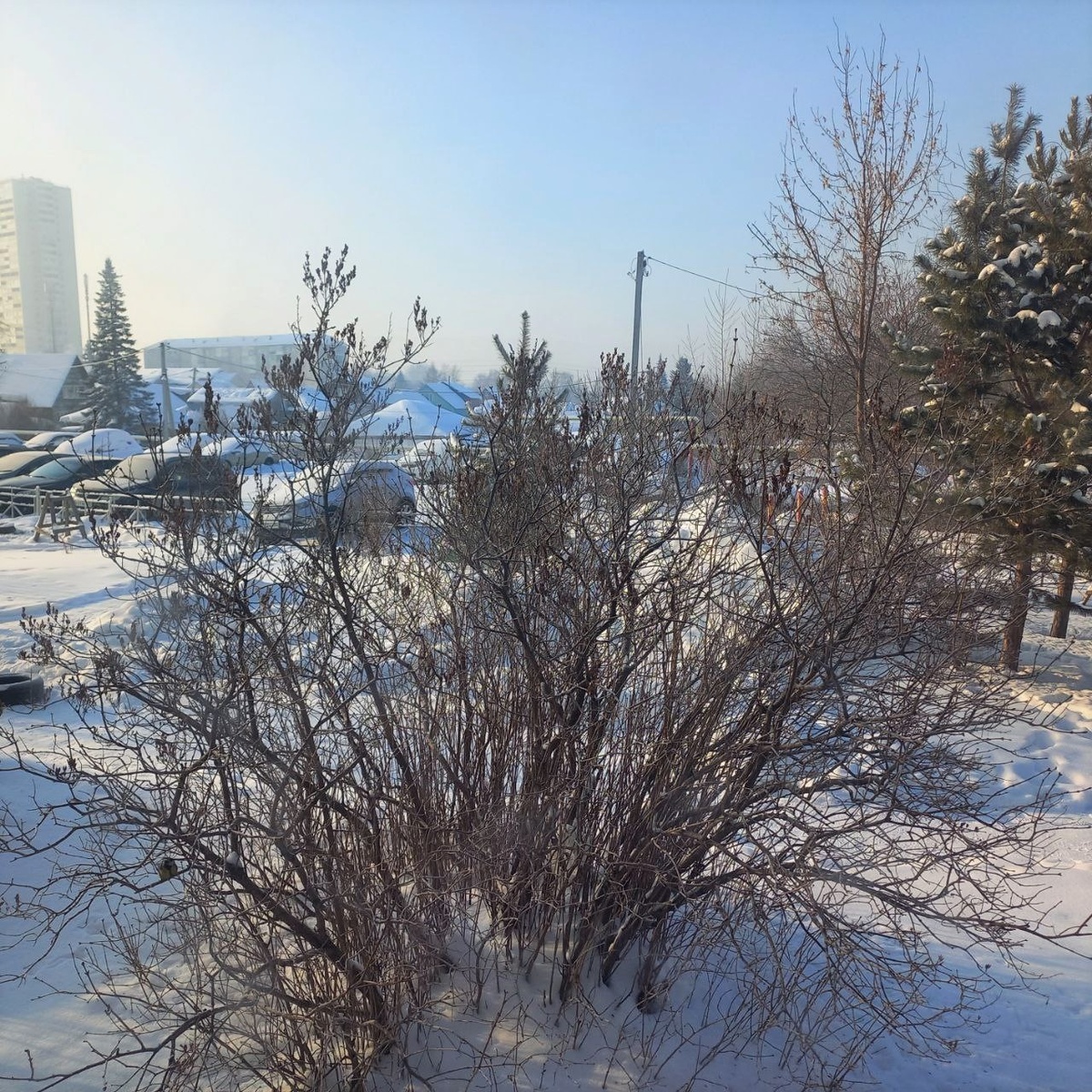 Вот тут опознать синицу легче)