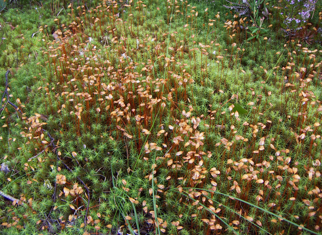 Ученики еще не знают, что циклы размножения растений включают и половое, и бесполое размножение, идущие друг за другом, и это довольно сложный материал)