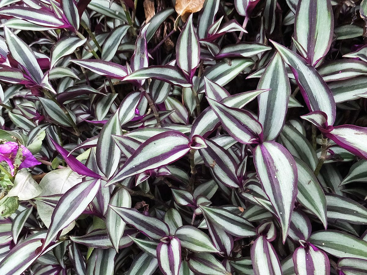 Фото с ресурса https://vsadovnik.ru