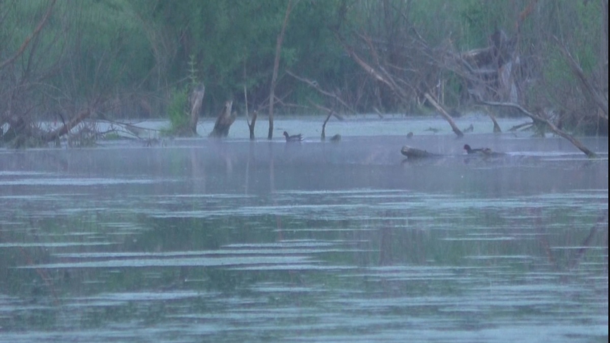 Тот самый невзрачный лесной водоем с огромными карпами