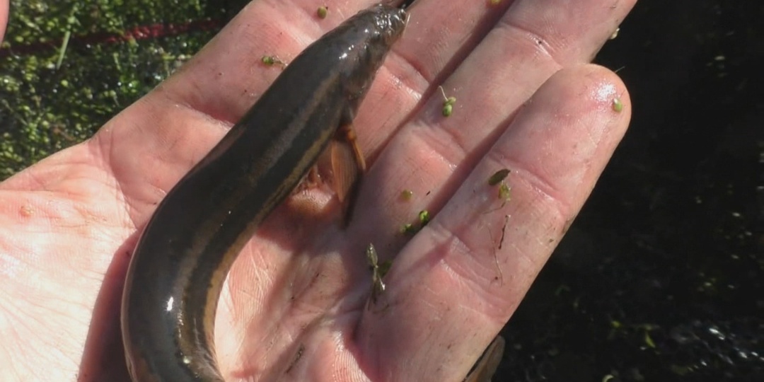 Диковинный обитатель лесного пруда