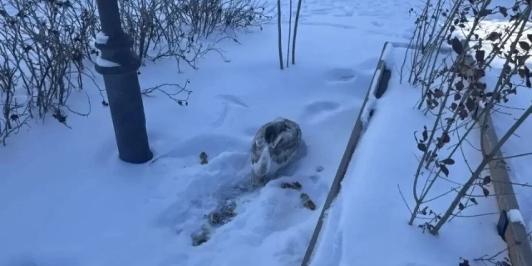 На астраханской набережной едва не замерз насмерть лебедёнок