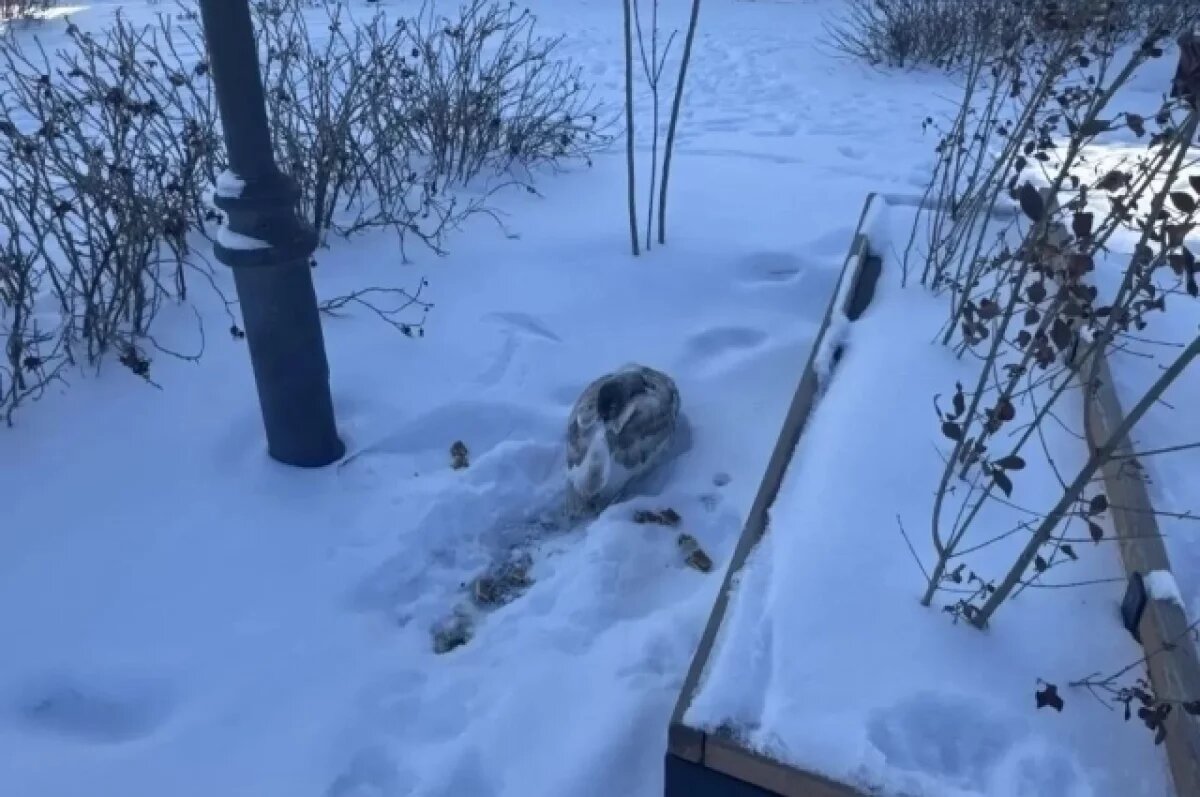    На астраханской набережной едва не замерз насмерть лебедёнок