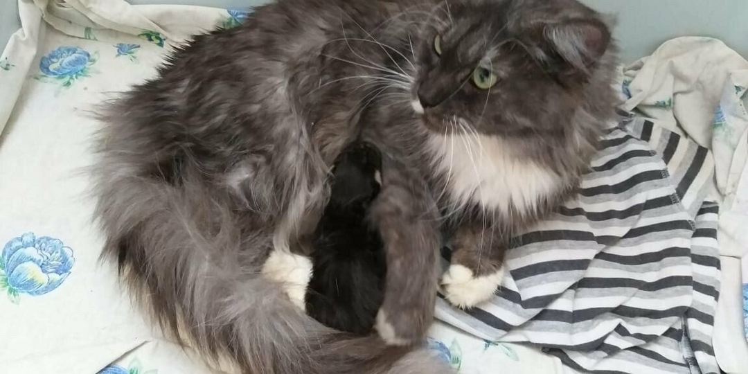 Они не могли больше заработать на ее детях...