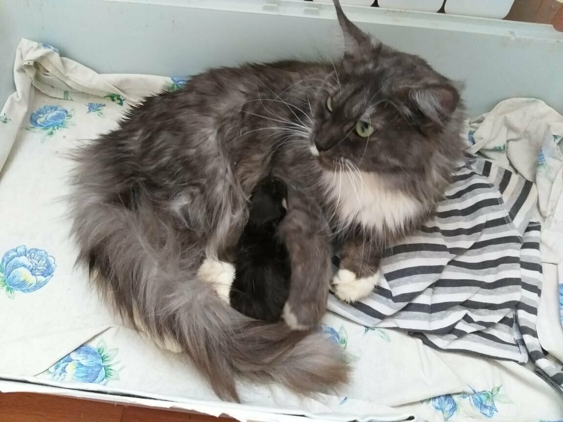 Софи с котенком