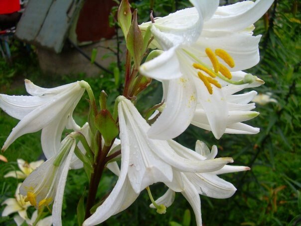 Фото автора. Лилия на моей даче.