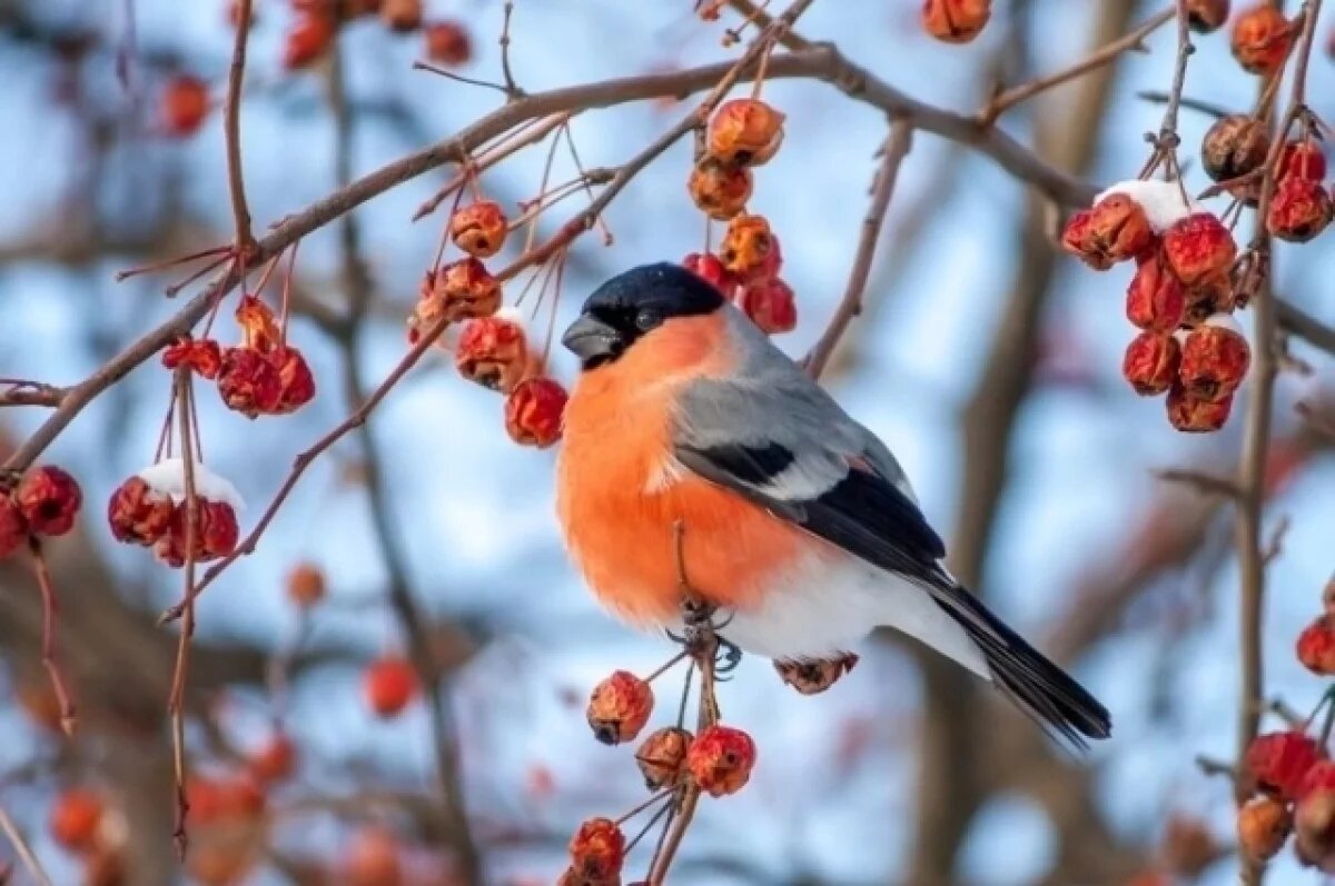    Снежный день ожидается в Псковской области 28 января
