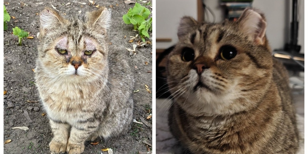 До и после: любите котиков – они от этого расцветают