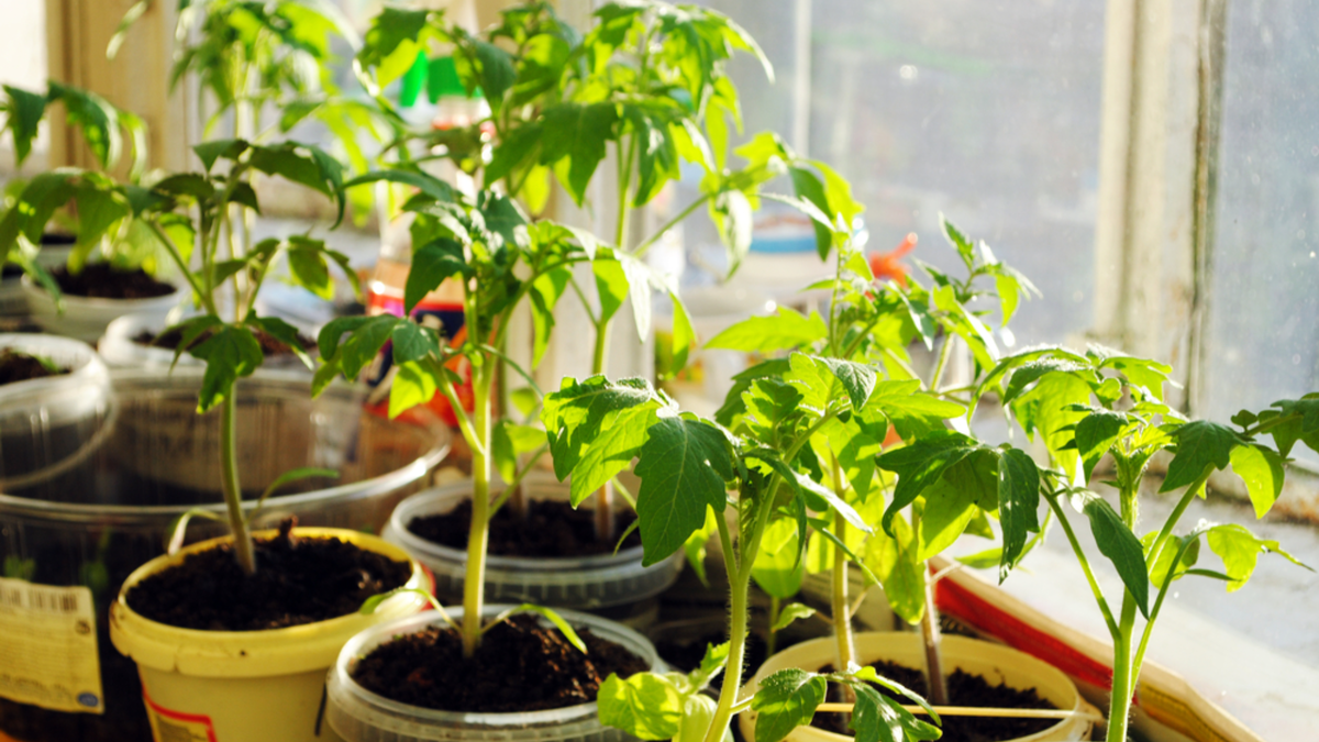 Рассада заметно крепче и толще