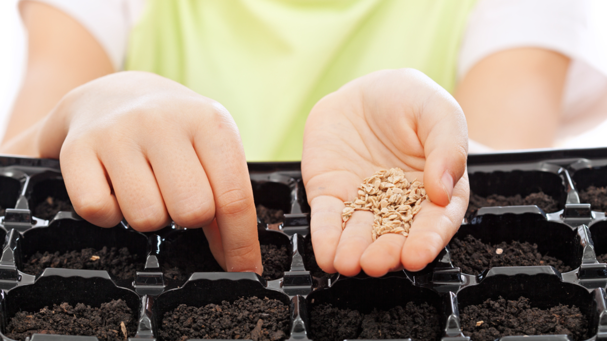 Сухие семена всходят равномернее замоченных в стимуляторах