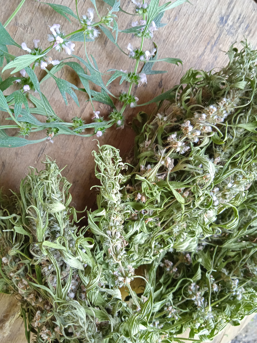 Пустырник надо собирать в первые 10 дней, как он массово зацветет. В это время в нем больше всего пользы