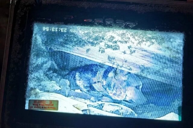    Фото: КОШКИСПАС. Спасение животных./ КОШКИСПАС. Спасение животных.