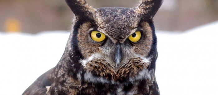 Филин тоже не понимает этих метаний – прилетел на Камчатку так сиди ровно / Фото: pxhere.com