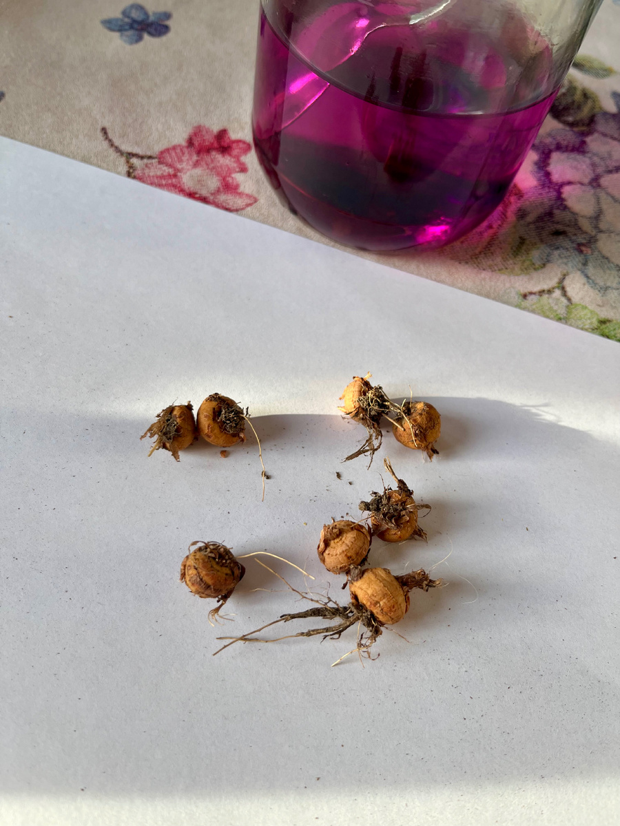 Луковицы монтбреции