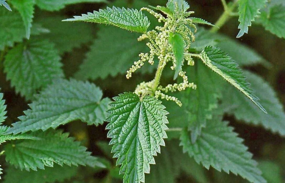 Каждый волосок крапивы — сложная биологическая структура