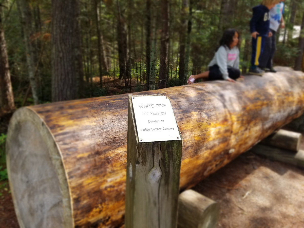 Белая сосна срубленная 127 лет тому назад.