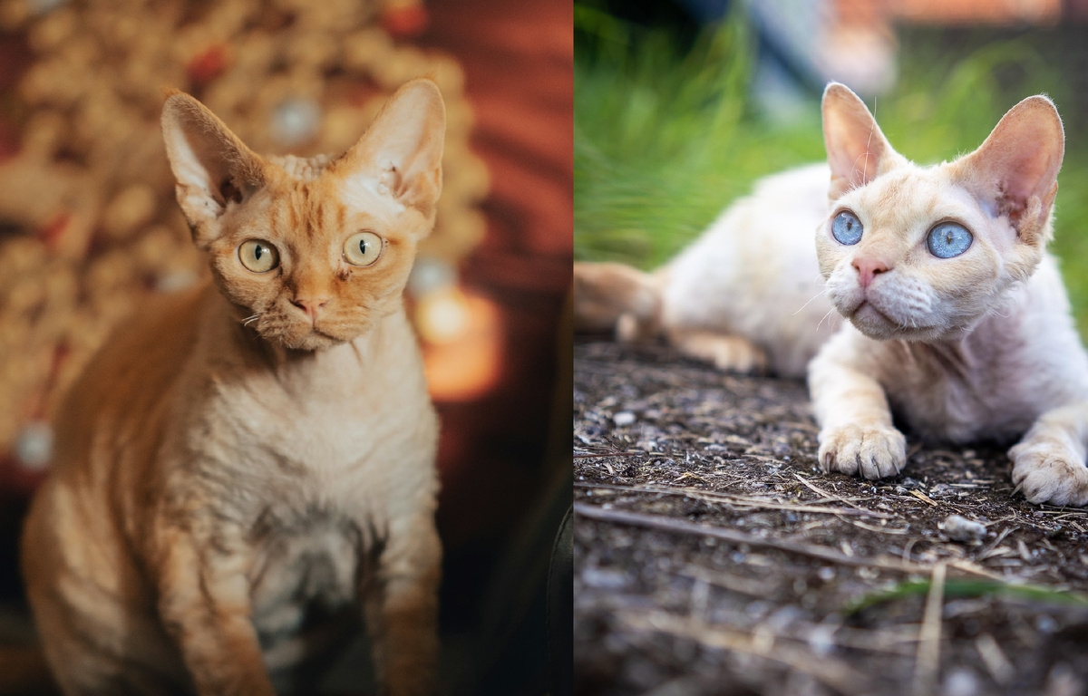 Назовите породу кошек. Подборка фото