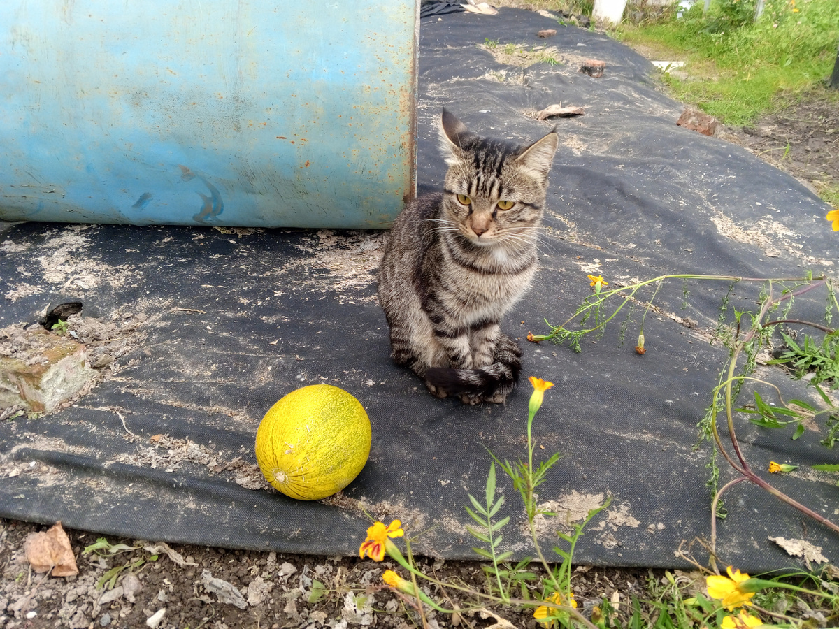 Гриша с невкусной дыней. Фото автора Свободный поселенец , Занозонька