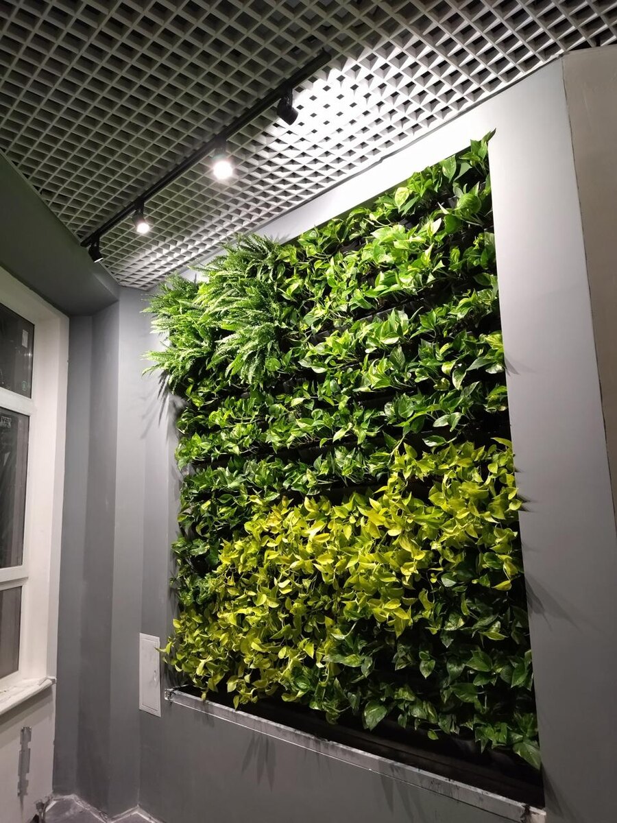 Фитостена из живых растений NatureWalls