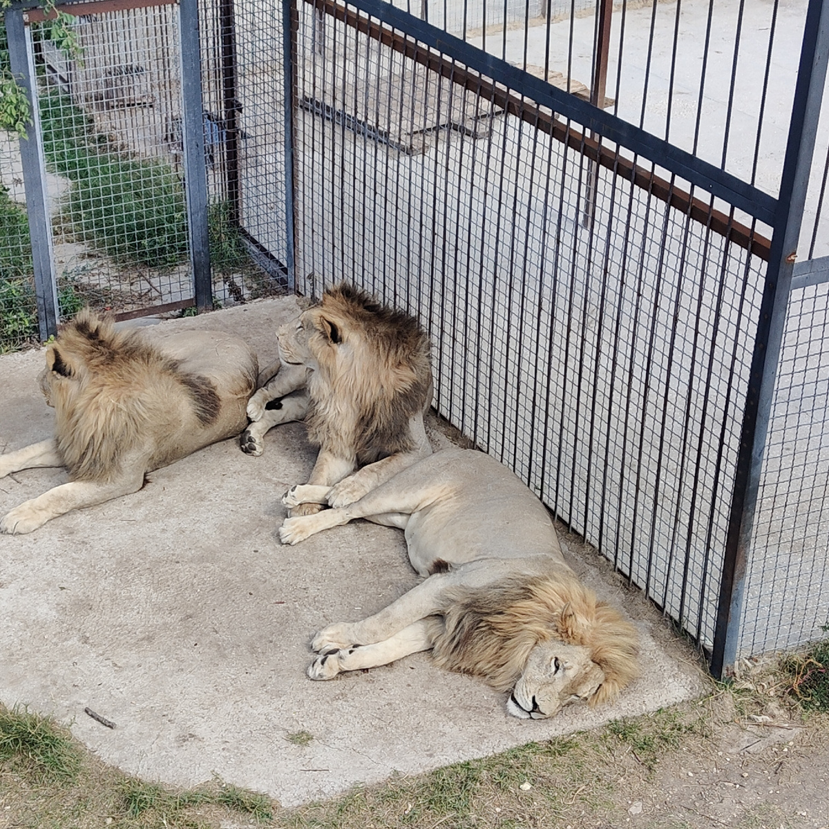 Кисы в парке Тайнан, фото из нашего летнего отпуска (автор)