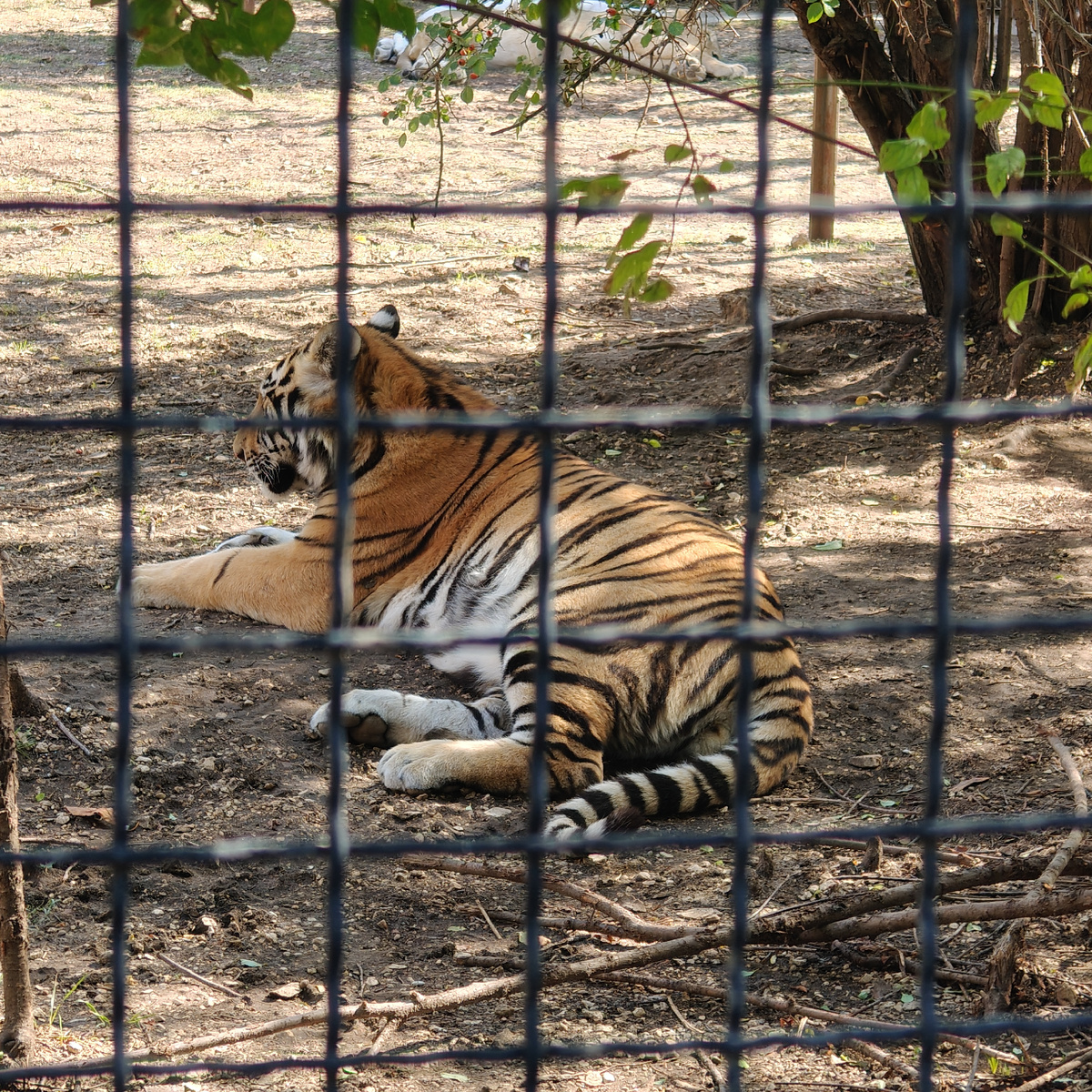 Большая киса из парка Тайган - наш летний отпуск (автор)