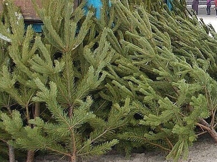     Источник: Официальный ТГ-канал Правительства Тамбовской области