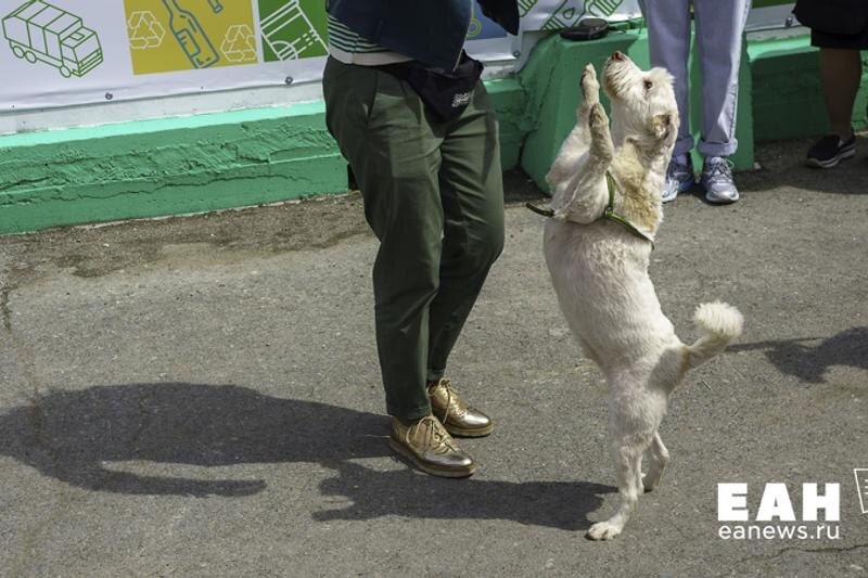    Собака с волонтером