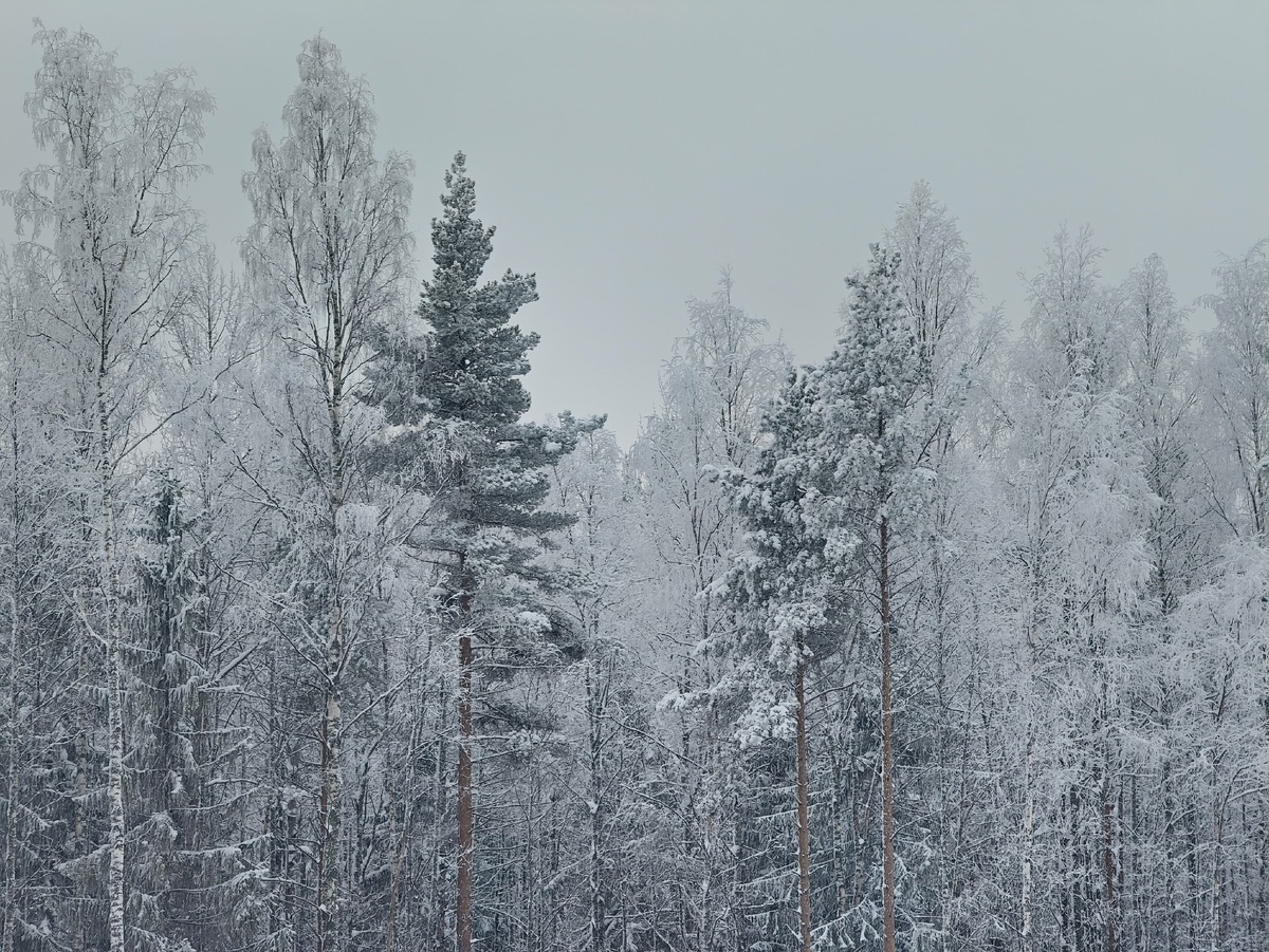    фото: © Столица на Онего