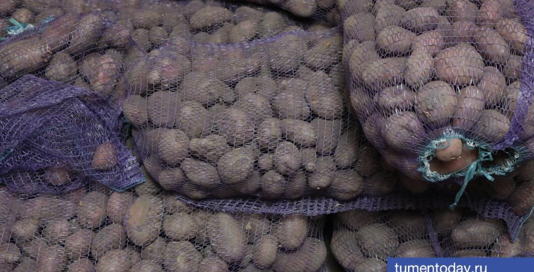 Как правильно хранить картофель зимой, рассказали тюменские агрономы