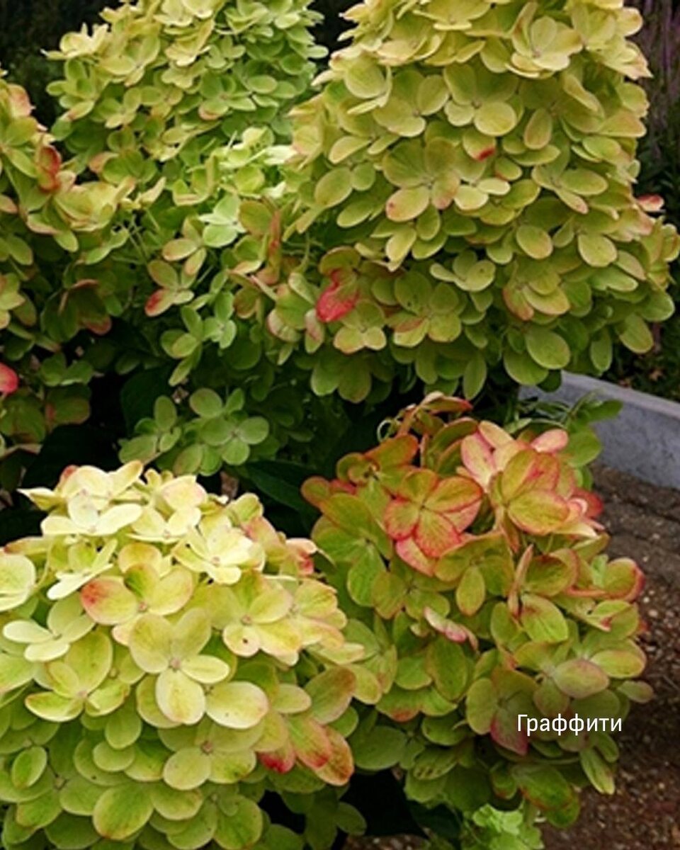 Гортензия Граффити фото описание сорта