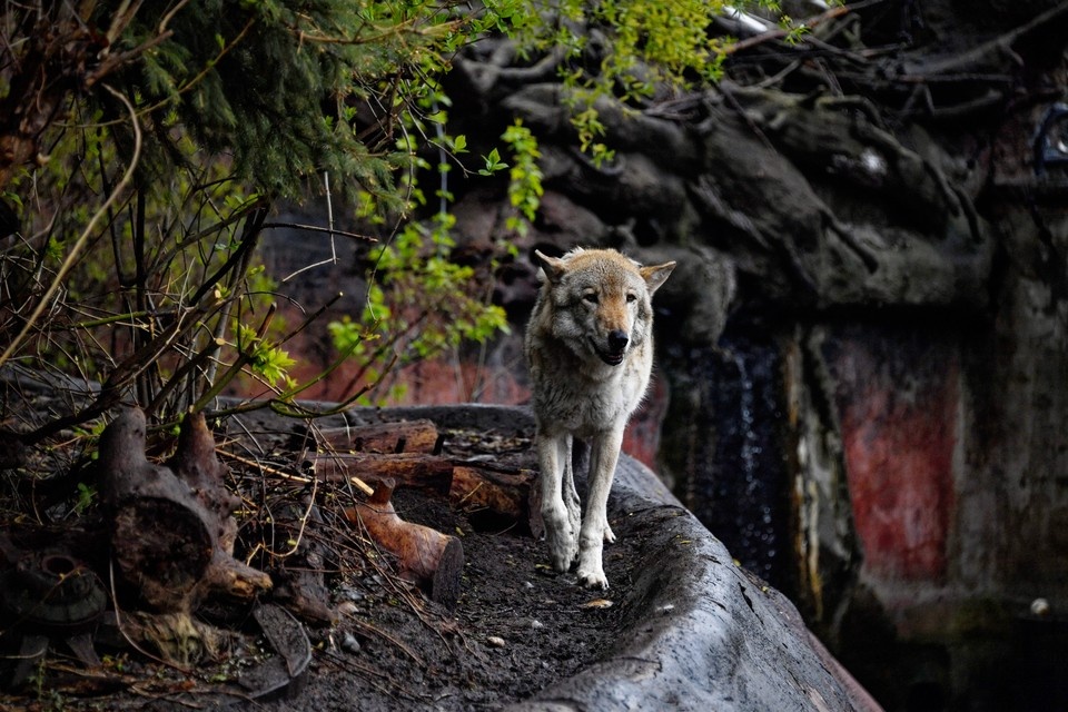    Фотографиями хищника ульяновцы поделились в социальных сетях. Фото: архив КП