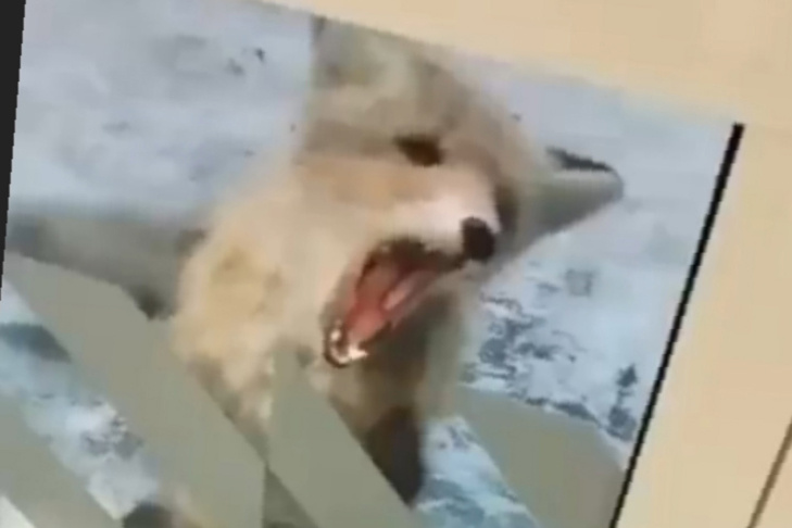    Фото "ЧП Новосибирск"