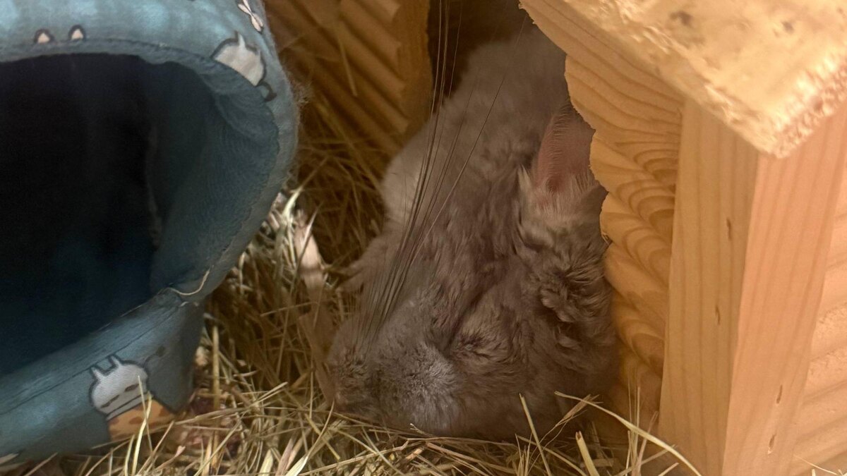 Фото: t.me/bilanofficial