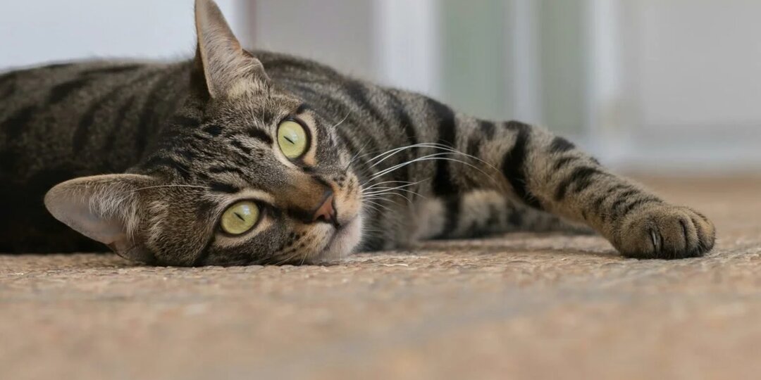 Забывают ли кошки прошлое? Вот что известно о их памяти