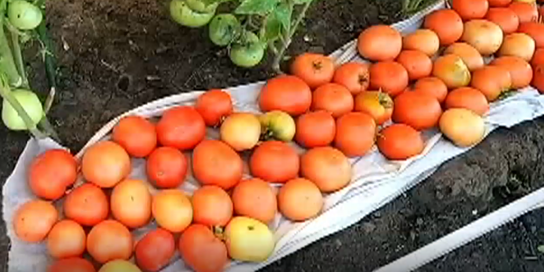 Сорта помидоров для Сибири, отзывы. Опыт выращивания.