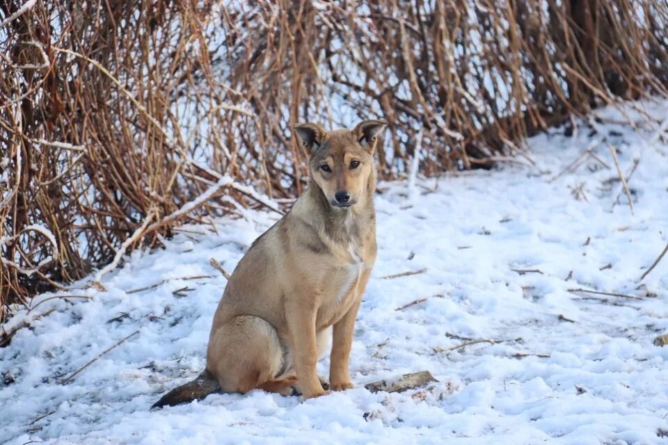    Бродячие собаки. Источник: Сергей Кулыгин