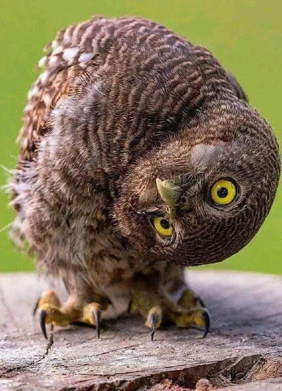 Из коллекции автора